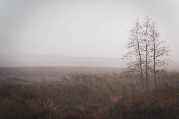 istock Foggy landscape covered with grass and woods 1442105109