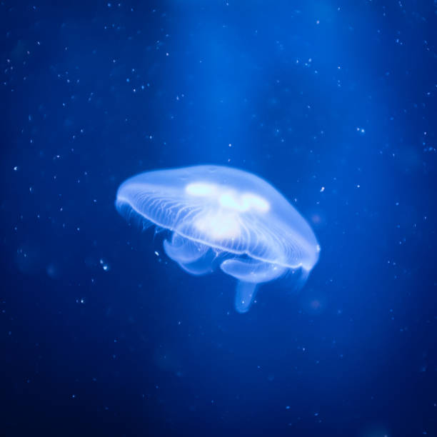 istock Transparent common jelly fish in a blue water background close up still 1442105156