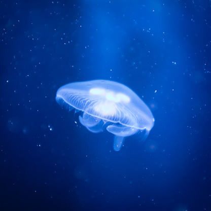 Transparent common jelly fish in a blue water background close up still