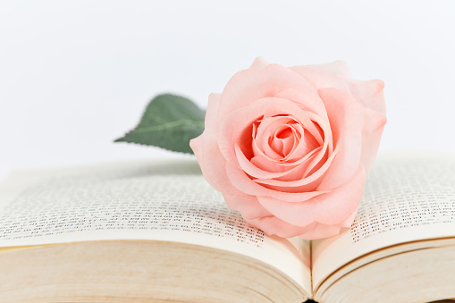 A closeup shot of a pink rose on an open book