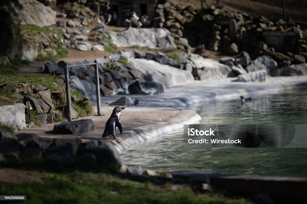 Penguin standing at the edge of the pool Pinguin im Zoo Neuwied am Wasser Color Image Stock Photo