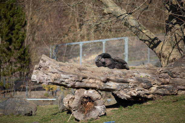 Affe beim Sonnetanken im Z