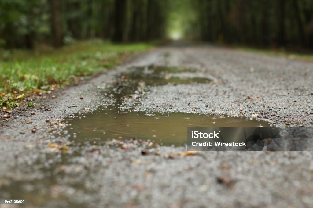 Soft focus of a small puddle of rainwater on a road through a forest park A soft focus of a small puddle of rainwater on a road through a forest park Dirt Road Stock Photo