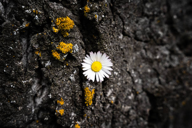A soft focus of a beautiful daisy between a crack on a rock