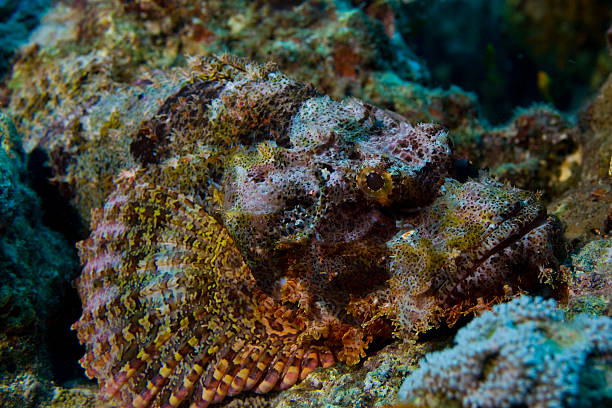 scorpion fish stock photo