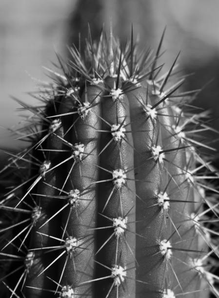 istock Vertical grayscale shot of a cactus 1442106014