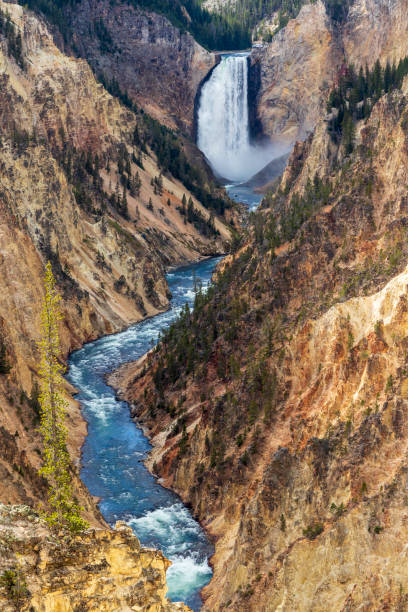 米国イエローストーンのグランドキャニオンの滝。 - eroded water grand canyon of yellowstone river river ストックフォトと画像