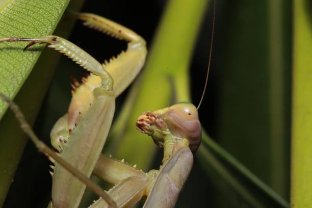 istock Closeup shot of a grasshopper 1442106352