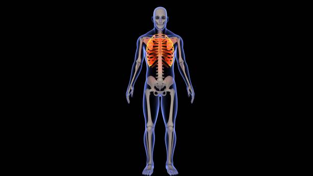 istock 3D rendering of a human x-ray with the ribs highlighted on a black background 1442106507