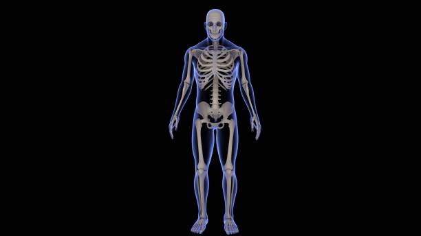 istock 3D rendering of a full body human x-ray on a black background 1442106519