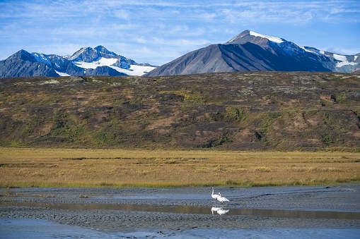 Two trumpeter swans, Cygnus buccinator, on a lake in the mountains, Yukon, Canada