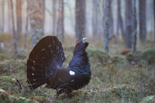 Western Capercaillie (Tetrao Urogallus) Wood Grouse in a forest A Western Capercaillie (Tetrao Urogallus) Wood Grouse in a forest capercaillie grouse stock pictures, royalty-free photos & images