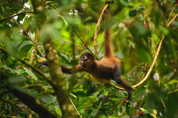 istock Selective focus shot of an adorable small monkey on the tree 1442107049