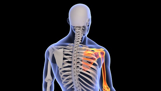 A 3D rendering of a full-body human x-ray with the right hand highlight, back view