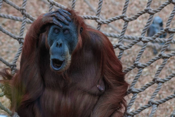 Close-up of a Bornean orangutan (Pongo pygmaeus) holding onto a pole inside  Zoological Park, Jakarta, Indonesia