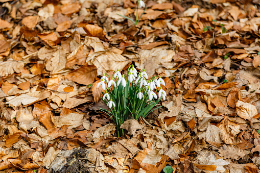 A selective focus of young snowdrop flowers growing in a forest ground