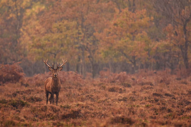 istock Closeup shot of a deer in a forest 1442107688