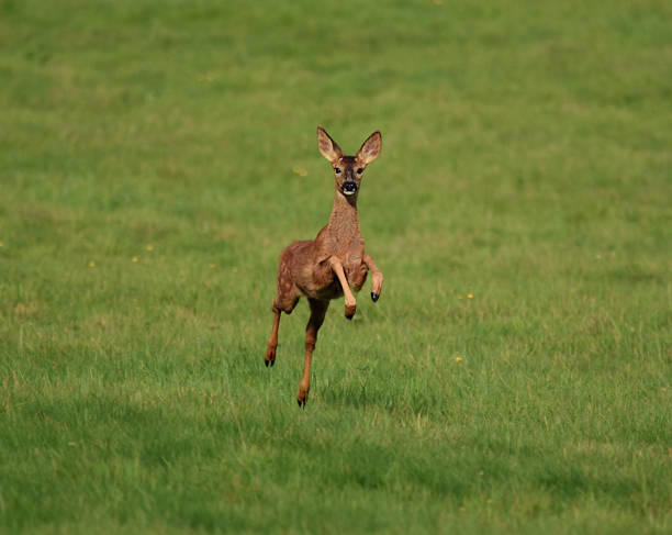 istock Closeup shot of a Roe deer in a forest 1442107716