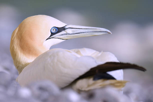 istock Closeup shot of a white bird 1442107734