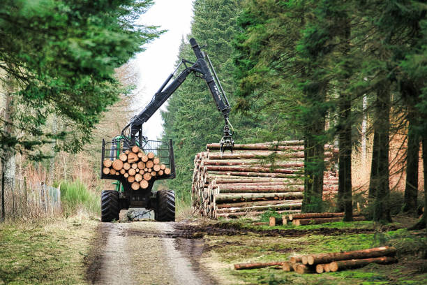 istock Heavy equipment loading huge logs in a trailer 1442107811