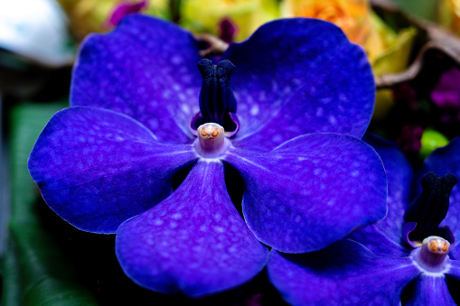 A closeup of blue Vanda orchids