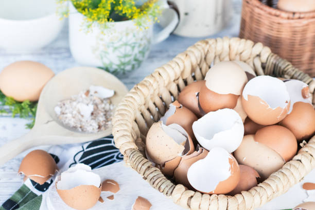 istock Brown and white eggshells placed in basket in home kitchen on table, eggshells stored for making natural fertilizers 1442107853
