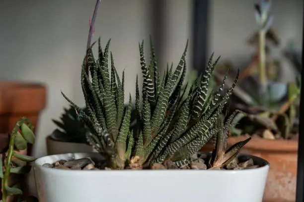 A selective focus shot of an indoor striped haworthia