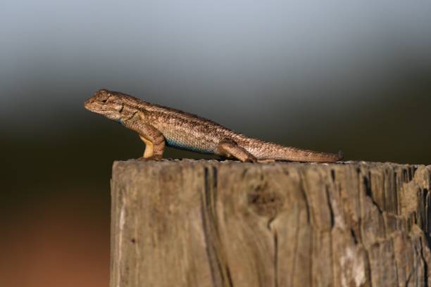 istock Fence Lizard on a Fence Post in California 1442107989