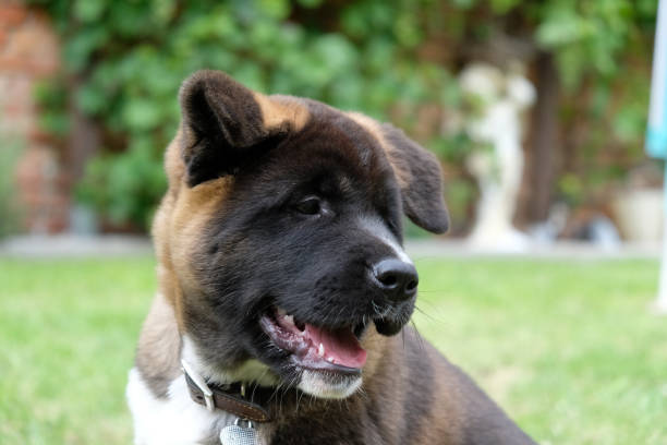 Closeup shot of an American Akita dog in the park A closeup shot of an American Akita dog in the park japanese akita stock pictures, royalty-free photos & images