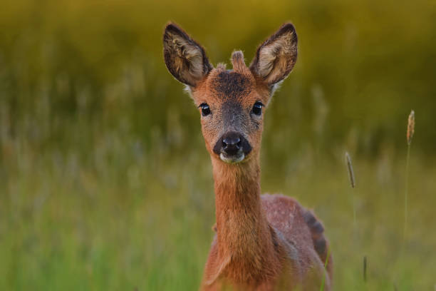 istock Closeup shot of a Roe deer in a forest 1442108321