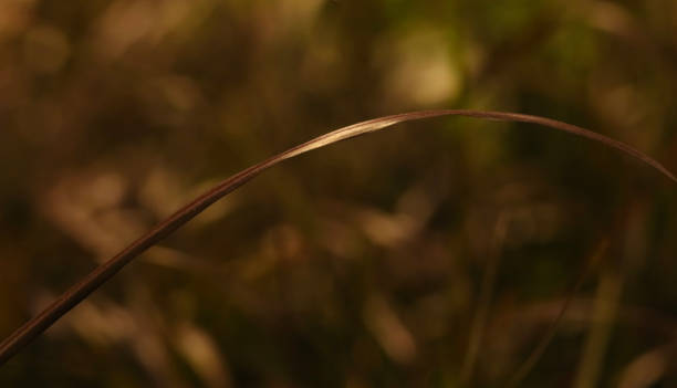 Rose Fountain Grass . An Arching Blade of Grass . Close Up stock photo