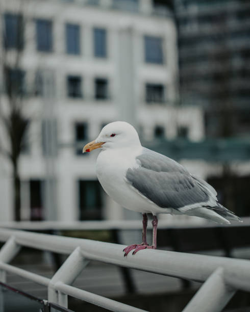 istock Selective focus of a seagull perching on a metallic fence 1442108408