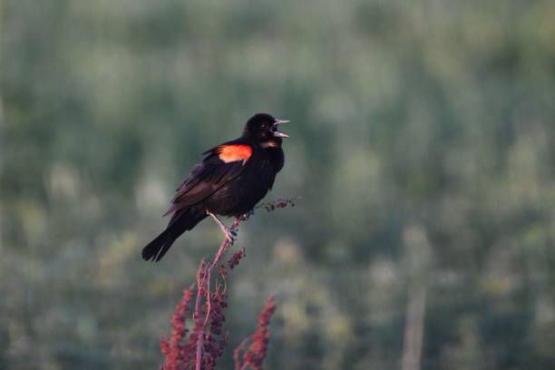 istock Redwinged Blackbird perched on a flower in a field on a blurred background 1442108418