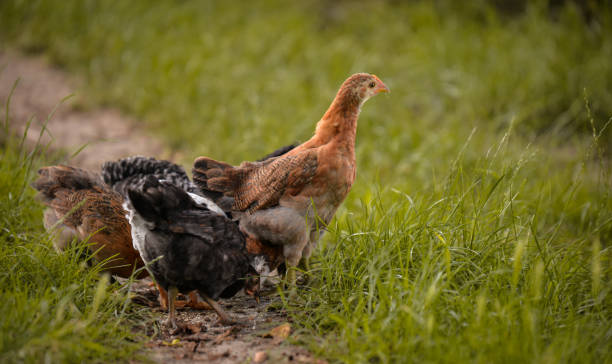 istock Closeup shot of two chickens on a field 1442108440