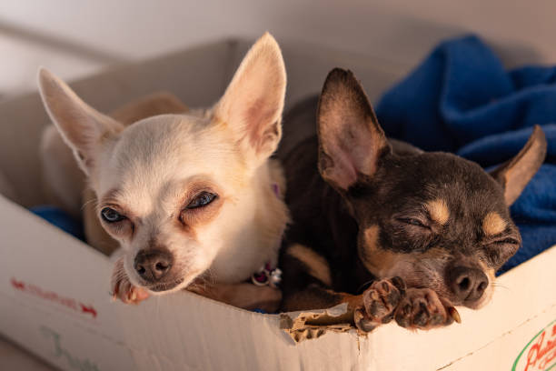 istock Chihuahua dogs into a cardboard box 1442108566