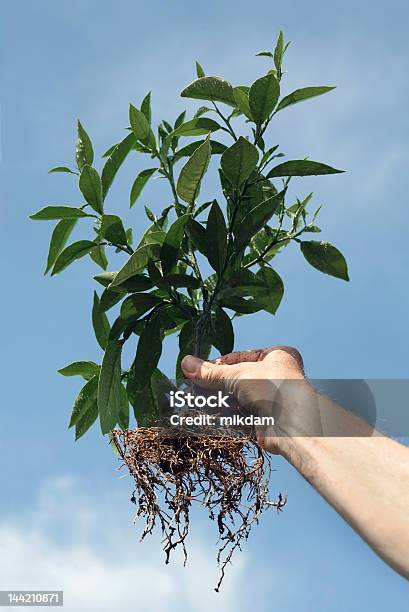 El Crecimiento Foto de stock y más banco de imágenes de Agricultura - Agricultura, Botánica, Conceptos