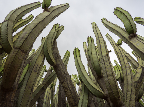 A low angle shot of San Pedro cactuses on the background of the cloudy sky