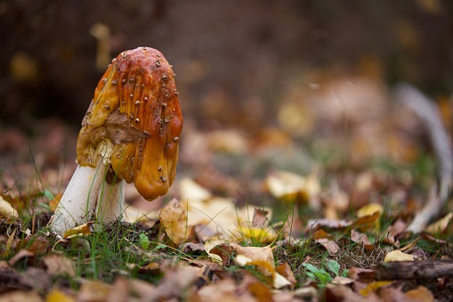 A closeup shot of a wild fungus growing on a forest floor