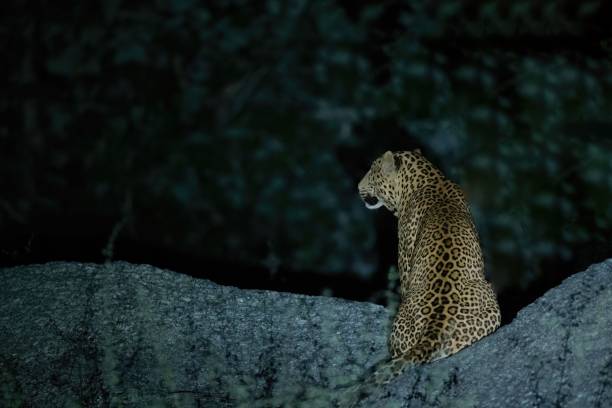 istock Leopard sitting on the rock, shot from back 1442108851