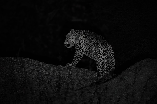 A grayscale of a leopard sitting on the rock, shot from back
