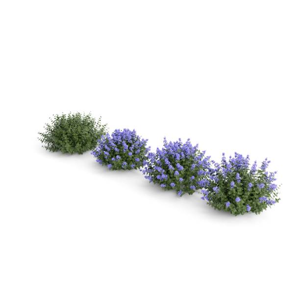 istock 3d model bushes with blue flowers isolated on a vertical white background. 1442109012
