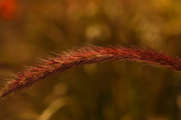 Rose Fountain Grass . Single Arching Bloom . Close Up stock photo