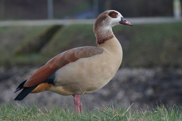 istock An Egyptian goose on the Nidda river, Frankfurt, Germany 1442109788