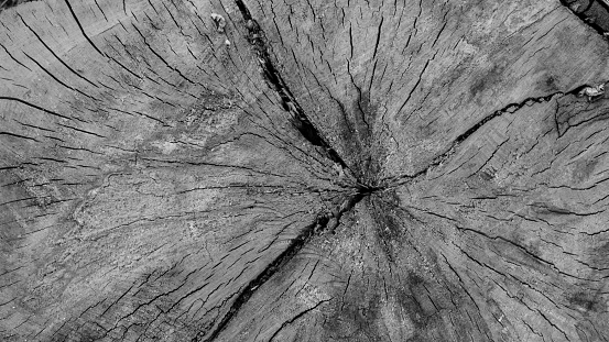 Wood Texture Background Cross Section in high contrast of Large Birch log in black and white.