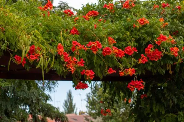 A Trumpet vine plant flowers hanging from the green leafy branches
