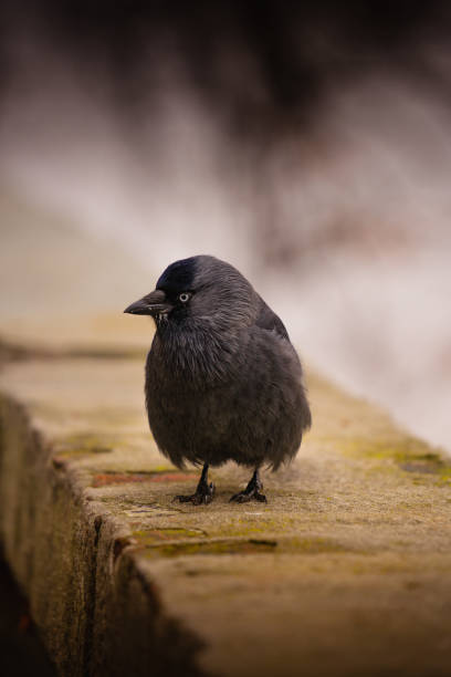 istock Cute little fluffy jackdaw bird on a rocky surface 1442110128
