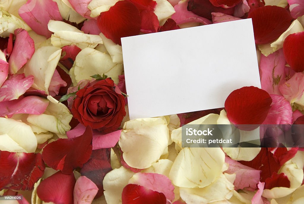 Rose i notecard - Zbiór zdjęć royalty-free (Bez ludzi)