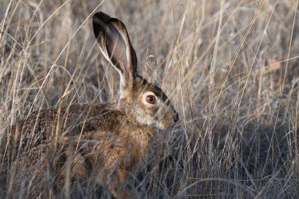 istock Closeup shot of a rabbit hiding in the grass 1442110357