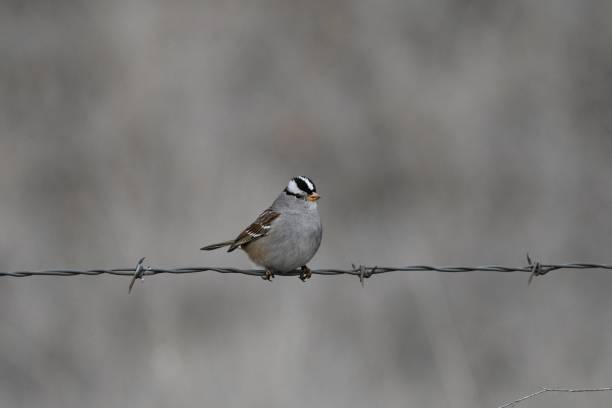 istock Closeup of a white-crowned sparrow perched on a barbed wire with a blurry background 1442110453