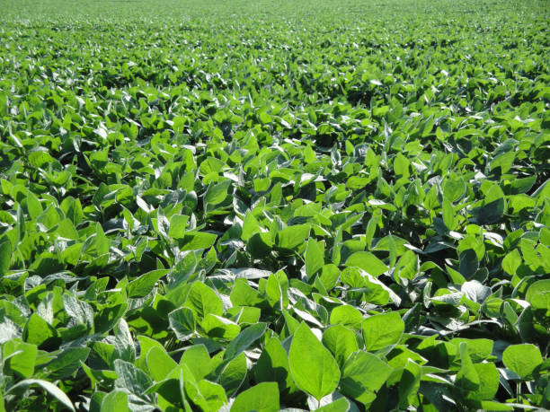 istock A soybean field in Ontario, Canada 1442110471